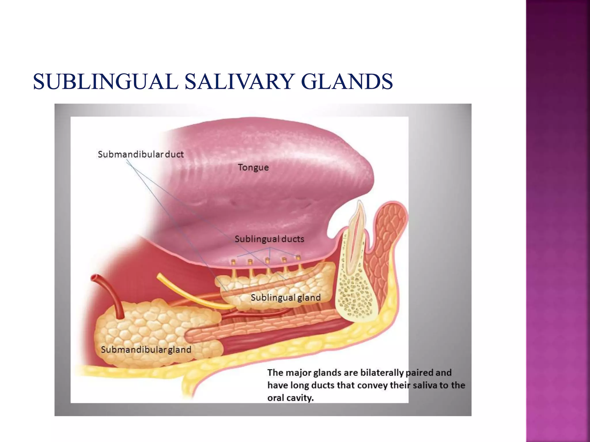 Development of salivary glands , saliva and its role in prosthodontics ...