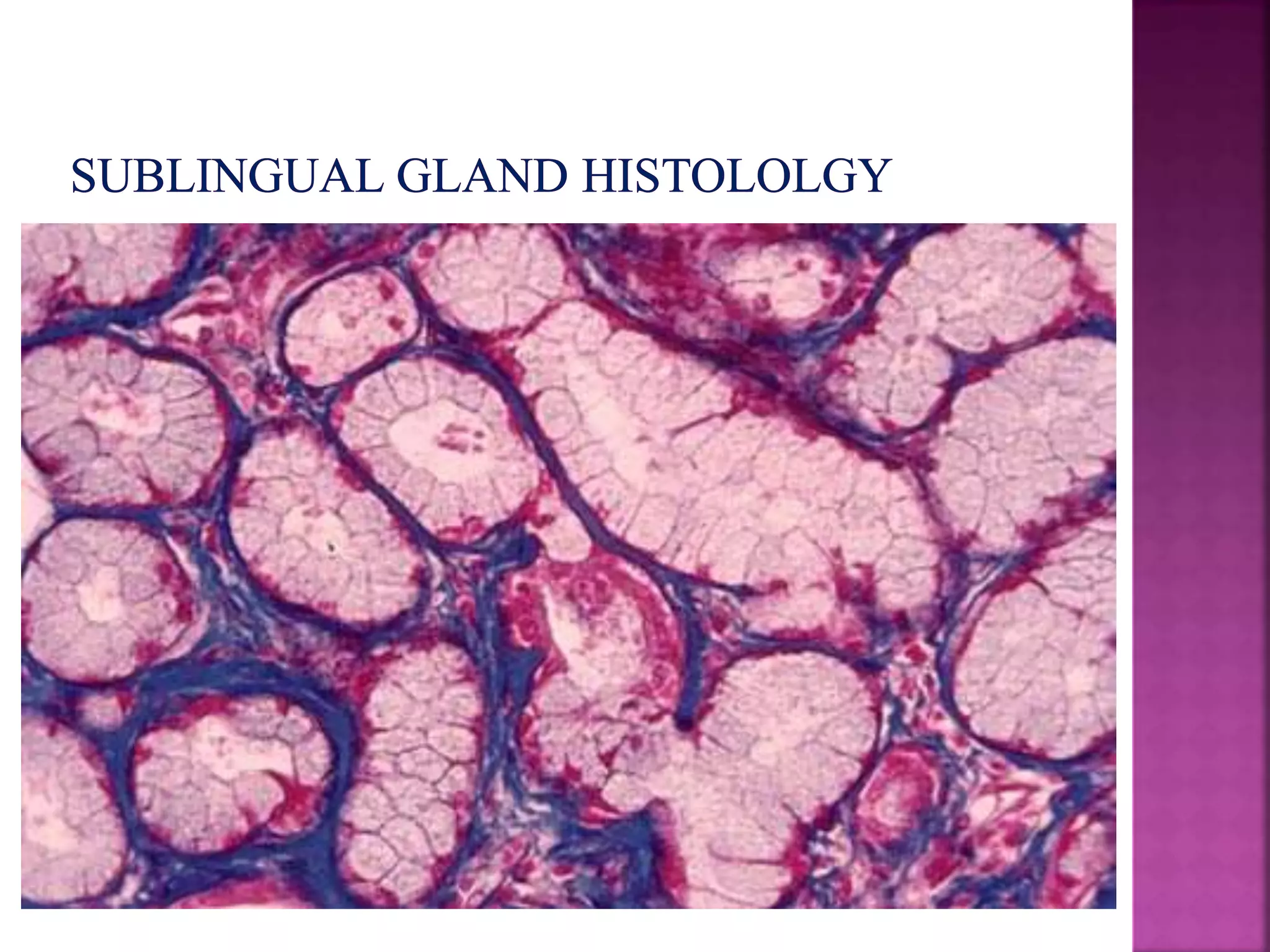 Development of salivary glands , saliva and its role in prosthodontics ...