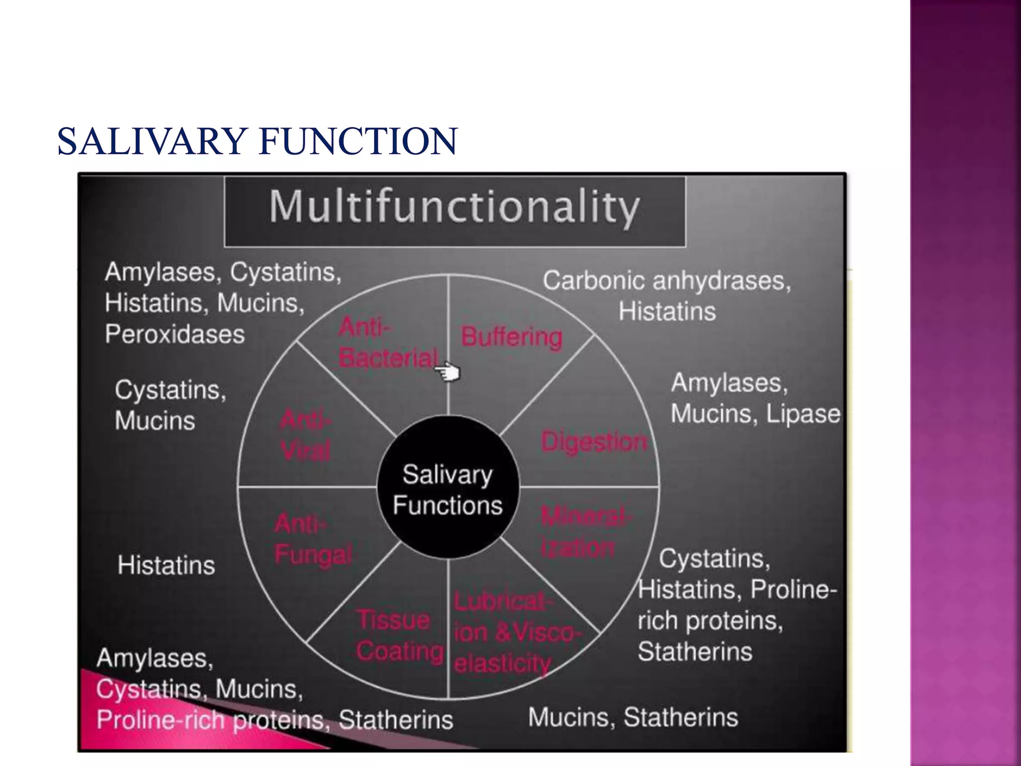 Development of salivary glands , saliva and its role in prosthodontics ...