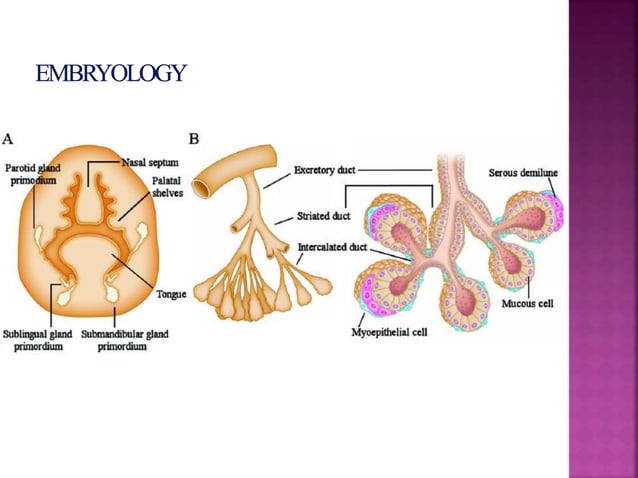 Development of salivary glands , saliva and its role in prosthodontics ...