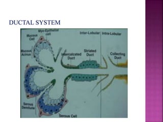 Development of salivary glands , saliva and its role in prosthodontics ...