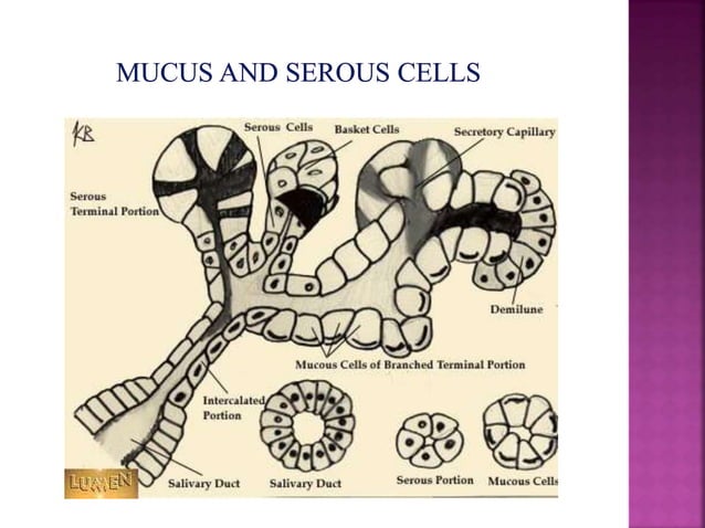 Development of salivary glands , saliva and its role in prosthodontics ...