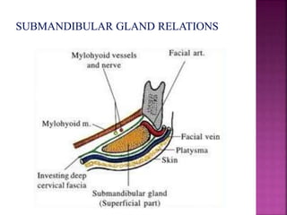 Development of salivary glands , saliva and its role in prosthodontics ...