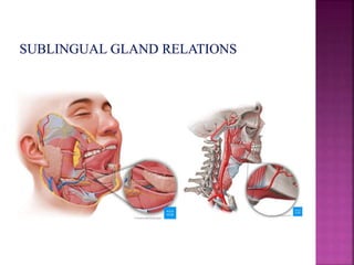 Development of salivary glands , saliva and its role in prosthodontics ...