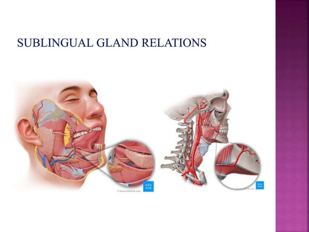 Development of salivary glands , saliva and its role in prosthodontics ...
