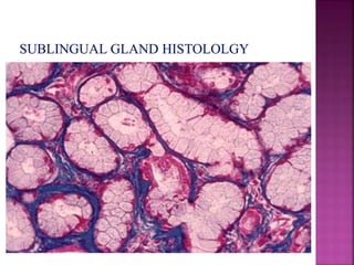 Development of salivary glands , saliva and its role in prosthodontics ...