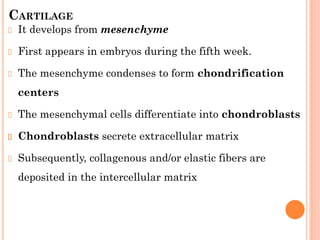 CARTILAGE
It develops from mesenchyme
First appears in embryos during the fifth week.
The mesenchyme condenses to form chondrification
centers
The mesenchymal cells differentiate into chondroblasts
Chondroblasts secrete extracellular matrix
Subsequently, collagenous and/or elastic fibers are
deposited in the intercellular matrix
 
