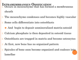 INTRAMEMBRANOUS OSSIFICATION
Occurs in mesenchyme that has formed a membranous
sheath
The mesenchyme condenses and becomes highly vascular
Some cells differentiate into osteoblasts
⚫ And begin to deposit unmineralized matrix-osteoid
Calcium phosphate is then deposited in osteoid tissue
Osteoblasts are trapped in matrix and become osteocytes
At first, new bone has no organized pattern
Spicules of bone soon become organized and coalesce into
lamellae
 