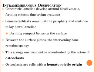 INTRAMEMBRANOUS OSSIFICATION
Concentric lamellae develop around blood vessels,
forming osteons (haversian systems)
Some osteoblasts remain at the periphery and continue
to lay down lamellae
⚫ Forming compact bones on the surface
Between the surface plates, the intervening bone
remains spongy
This spongy environment is accentuated by the action of
osteoclasts
Osteoclasts are cells with a hematopoietic origin
 