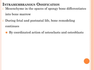 INTRAMEMBRANOUS OSSIFICATION
Mesenchyme in the spaces of spongy bone differentiates
into bone marrow
During fetal and postnatal life, bone remodeling
continues
⚫ By coordinated action of osteoclasts and osteoblasts
 