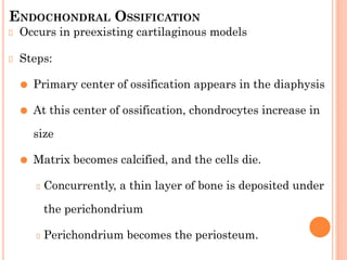 ENDOCHONDRAL OSSIFICATION
Occurs in preexisting cartilaginous models
Steps:
⚫ Primary center of ossification appears in the diaphysis
⚫ At this center of ossification, chondrocytes increase in
size
⚫ Matrix becomes calcified, and the cells die.
Concurrently, a thin layer of bone is deposited under
the perichondrium
Perichondrium becomes the periosteum.
 