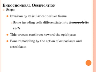ENDOCHONDRAL OSSIFICATION
Steps:
⚫ Invasion by vascular connective tissue
Some invading cells differentiate into hemopoietic
cells
⚫ This process continues toward the epiphyses
⚫ Bone remodeling by the action of osteoclasts and
osteoblasts
 