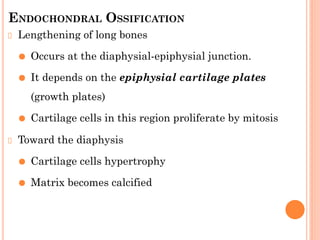 ENDOCHONDRAL OSSIFICATION
Lengthening of long bones
⚫ Occurs at the diaphysial-epiphysial junction.
⚫ It depends on the epiphysial cartilage plates
(growth plates)
⚫ Cartilage cells in this region proliferate by mitosis
Toward the diaphysis
⚫ Cartilage cells hypertrophy
⚫ Matrix becomes calcified
 