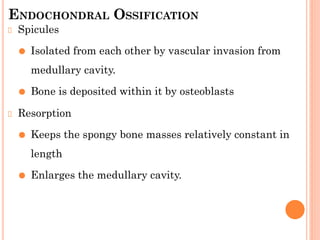 ENDOCHONDRAL OSSIFICATION
Spicules
⚫ Isolated from each other by vascular invasion from
medullary cavity.
⚫ Bone is deposited within it by osteoblasts
Resorption
⚫ Keeps the spongy bone masses relatively constant in
length
⚫ Enlarges the medullary cavity.
 