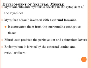 DEVELOPMENT OF SKELETAL MUSCLE
Myofilaments and myofibrils develop in the cytoplasm of
the myotubes
Myotubes become invested with external laminae
⚫ It segregates them from the surrounding connective
tissue
Fibroblasts produce the perimysium and epimysium layers
Endomysium is formed by the external lamina and
reticular fibers
 