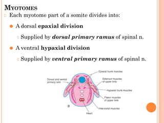 MYOTOMES
Each myotome part of a somite divides into:
⚫ A dorsal epaxial division
Supplied by dorsal primary ramus of spinal n.
⚫ A ventral hypaxial division
Supplied by ventral primary ramus of spinal n.
 