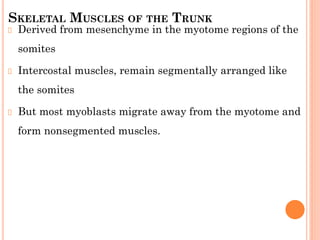 SKELETAL MUSCLES OF THE TRUNK
Derived from mesenchyme in the myotome regions of the
somites
Intercostal muscles, remain segmentally arranged like
the somites
But most myoblasts migrate away from the myotome and
form nonsegmented muscles.
 