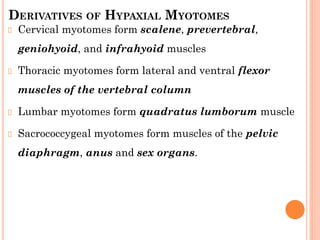 DERIVATIVES OF HYPAXIAL MYOTOMES
Cervical myotomes form scalene, prevertebral,
geniohyoid, and infrahyoid muscles
Thoracic myotomes form lateral and ventral flexor
muscles of the vertebral column
Lumbar myotomes form quadratus lumborum muscle
Sacrococcygeal myotomes form muscles of the pelvic
diaphragm, anus and sex organs.
 