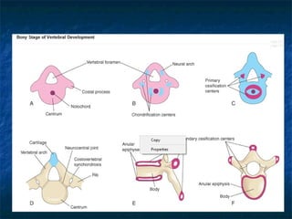 Vertebra Development DEVELOPMENT OF SKELETAL SYSTEM mbbs .ppt