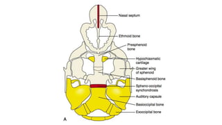 Development of skull embryology copy.pptx