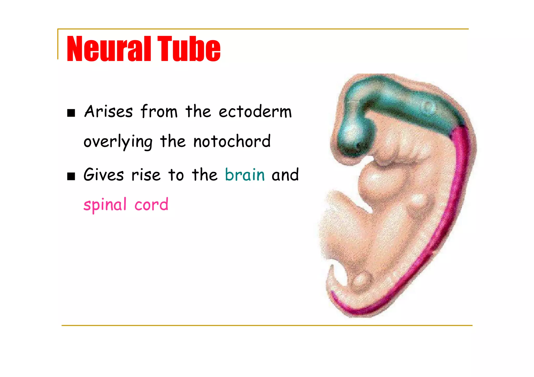 Neural Tube
■ Arises from the ectoderm
overlying the notochord
■ Gives rise to the brain and
spinal cord