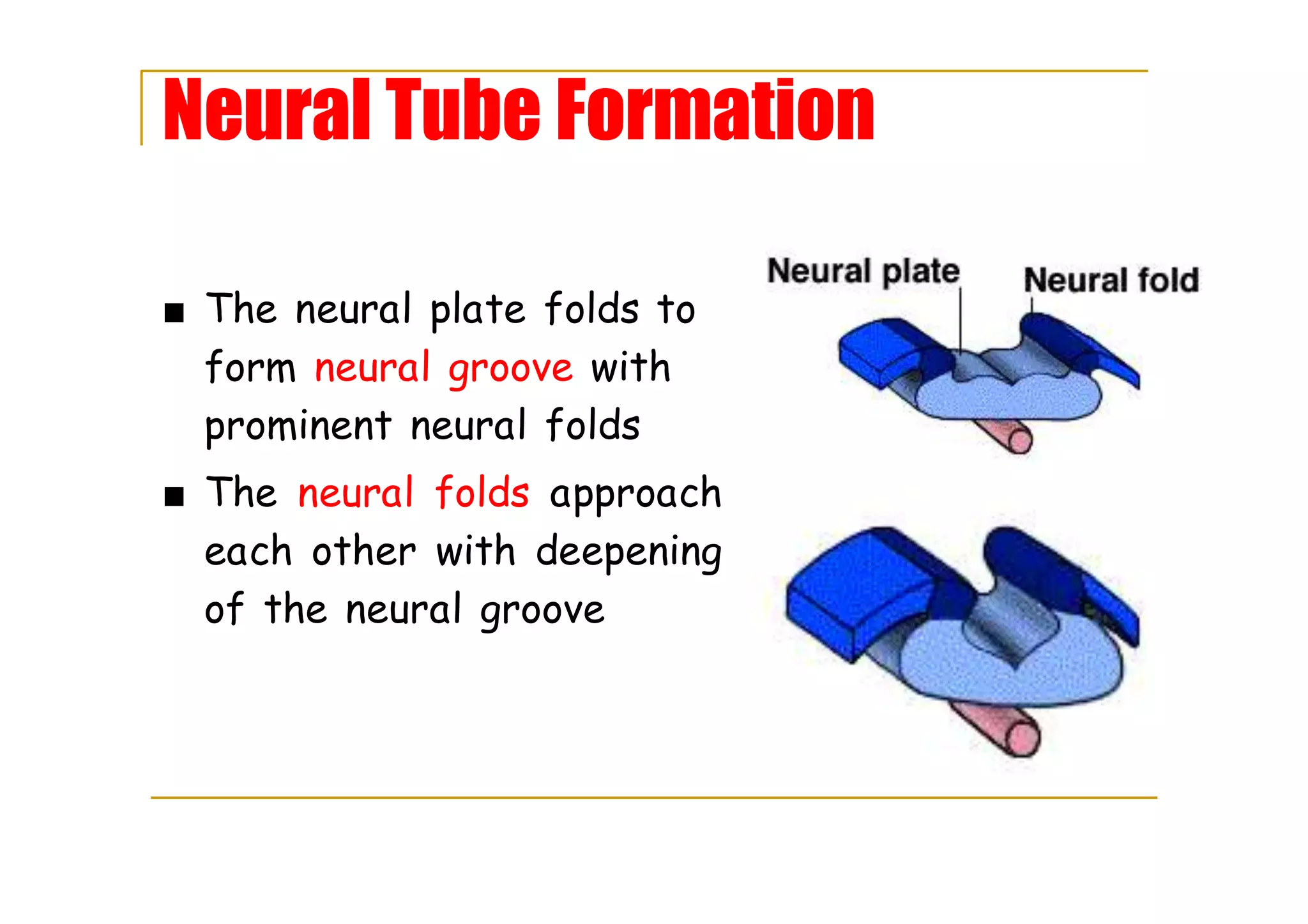 Neural Tube Formation
■ The neural plate folds to
form neural groove with
prominent neural folds
■ The neural folds approach
each other with deepening
of the neural groove