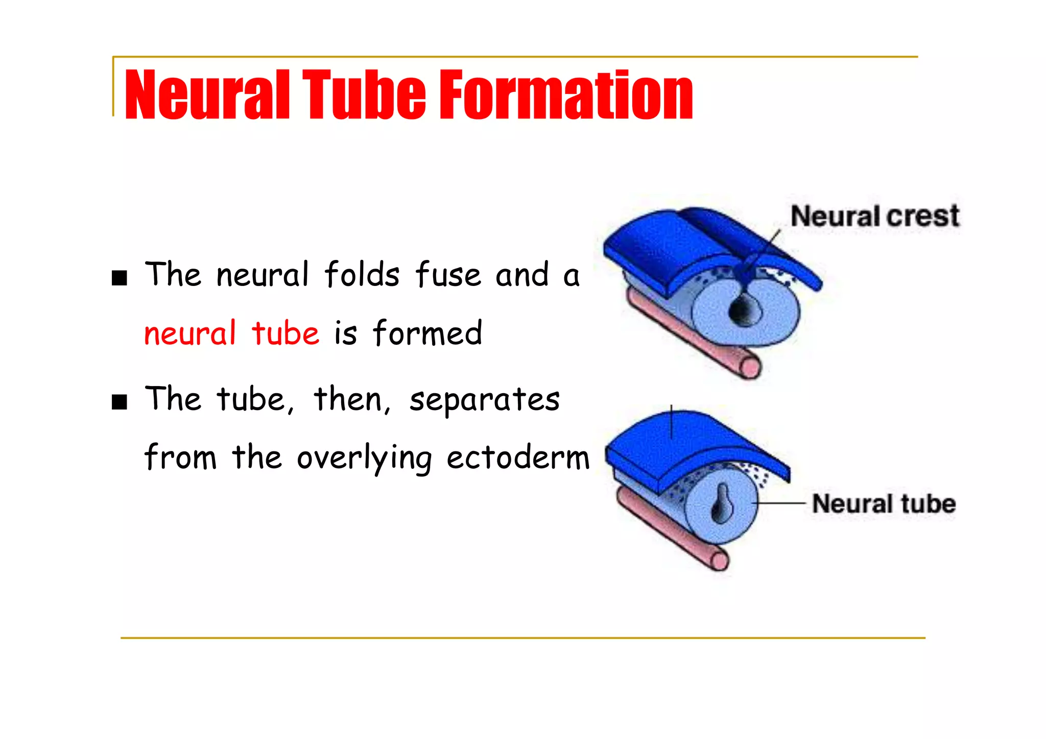 Neural Tube Formation
■ The neural folds fuse and a
neural tube is formed
■ The tube, then, separates
from the overlying ectoderm