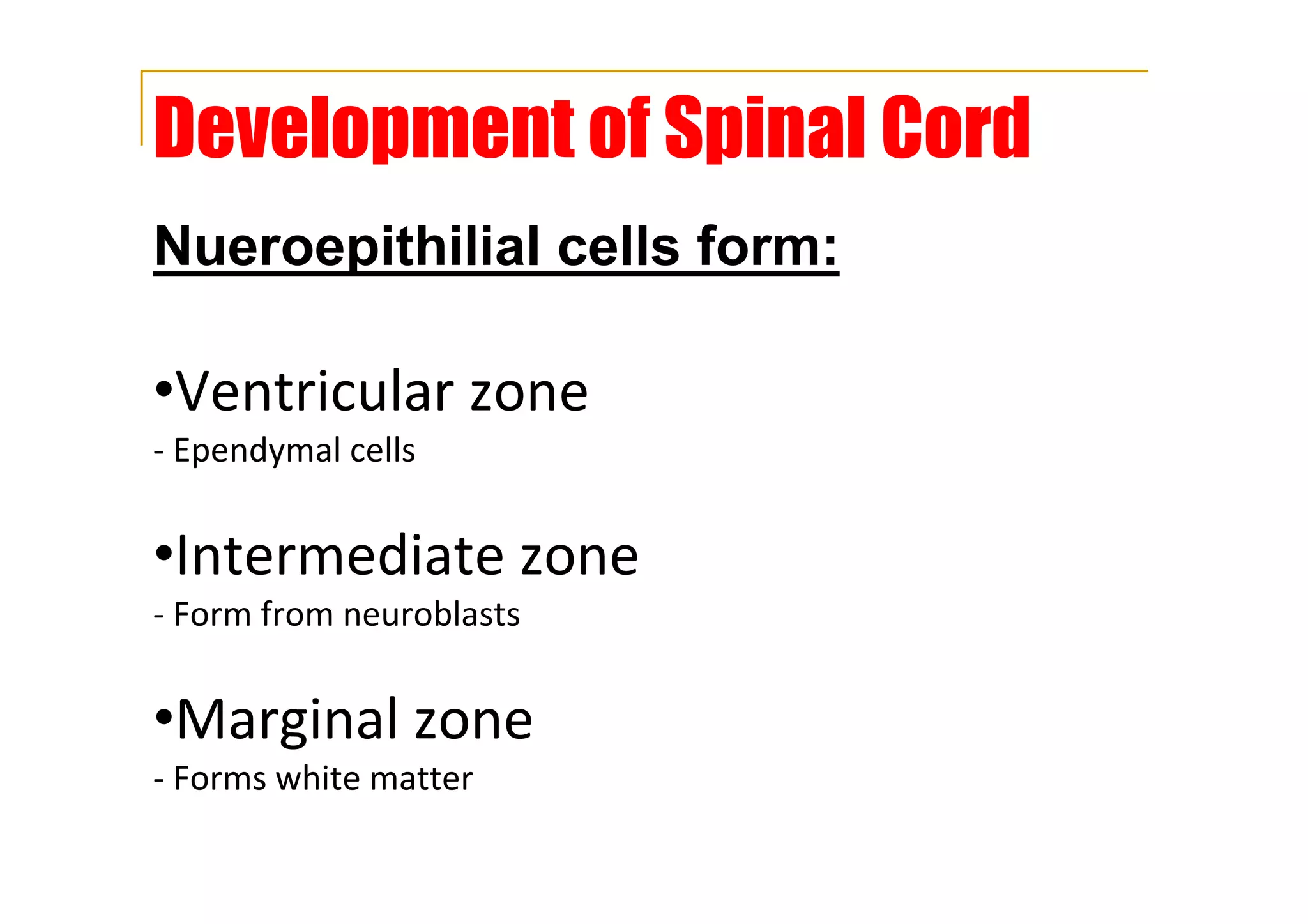 Development of Spinal Cord
Nueroepithilial cells form:
•Ventricular zone
- Ependymal cells
•Intermediate zone
- Form from neuroblasts
•Marginal zone
- Forms white matter