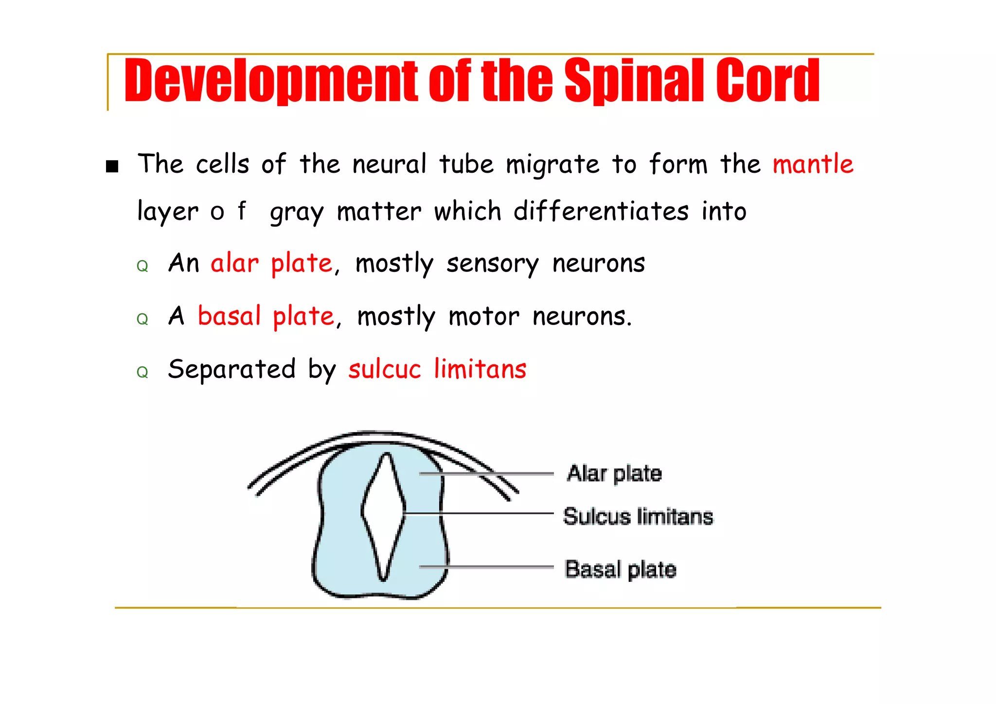 Development of the Spinal Cord
■ The cells of the neural tube migrate to form the mantle
layer o f gray matter which differentiates into
Q An alar plate, mostly sensory neurons
Q A basal plate, mostly motor neurons.
Q Separated by sulcuc limitans