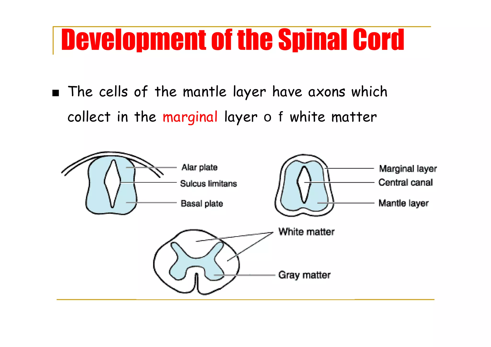 Development of the Spinal Cord
■ The cells of the mantle layer have axons which
collect in the marginal layer o f white matter