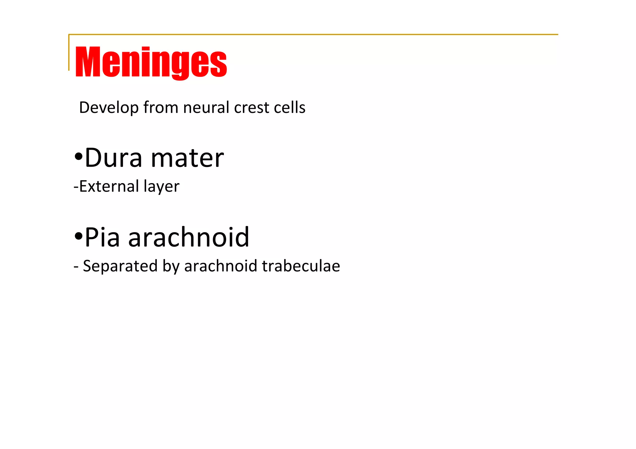 Meninges
•Dura mater
-External layer
•Pia arachnoid
- Separated by arachnoid trabeculae
Develop from neural crest cells