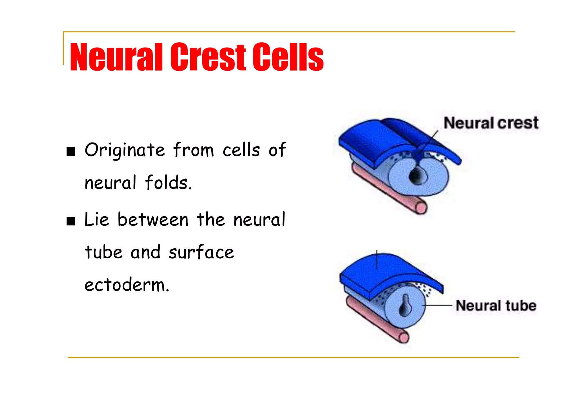 Neural Crest Cells
■ Originate from cells of
neural folds.
■ Lie between the neural
tube and surface
ectoderm.