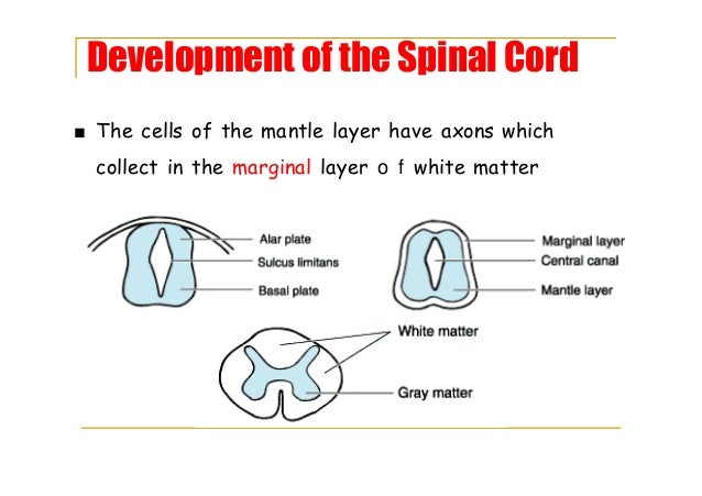 Development of spinal cord
