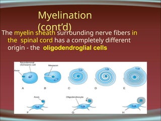 Development of spinal cord Lecture 2 by Dr. Rabia Inam Gandapore.pptx