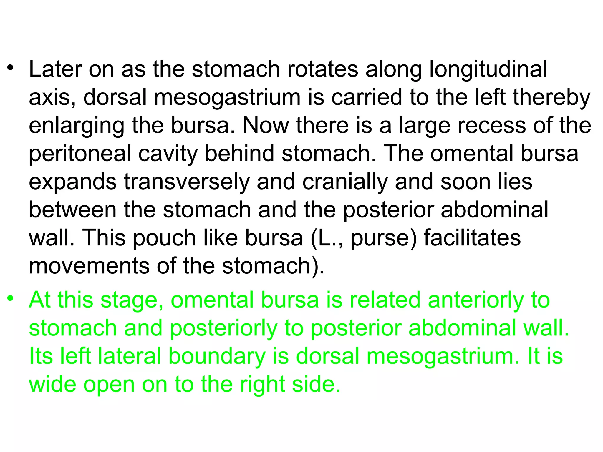 • Later on as the stomach rotates along longitudinal
axis, dorsal mesogastrium is carried to the left thereby
enlarging the bursa. Now there is a large recess of the
peritoneal cavity behind stomach. The omental bursa
expands transversely and cranially and soon lies
between the stomach and the posterior abdominal
wall. This pouch like bursa (L., purse) facilitates
movements of the stomach).
• At this stage, omental bursa is related anteriorly to
stomach and posteriorly to posterior abdominal wall.
Its left lateral boundary is dorsal mesogastrium. It is
wide open on to the right side.
 
