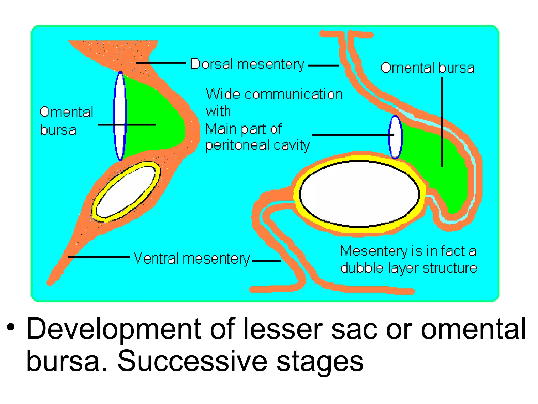 • Development of lesser sac or omental
bursa. Successive stages
 