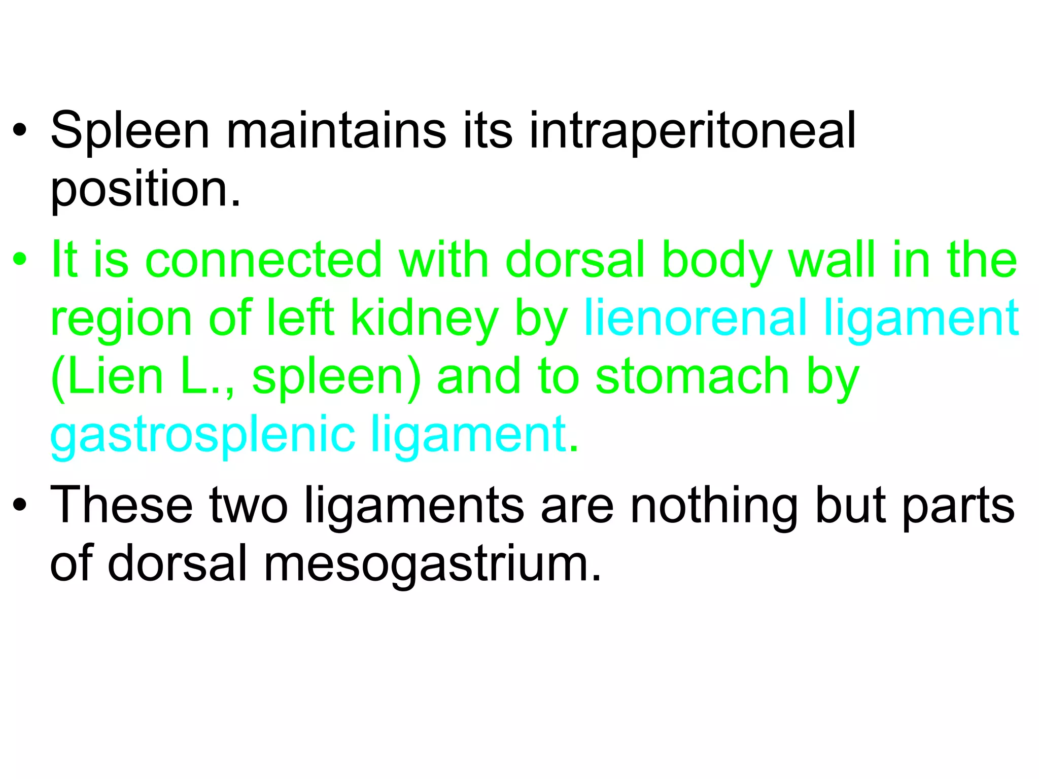 • Spleen maintains its intraperitoneal
position.
• It is connected with dorsal body wall in the
region of left kidney by lienorenal ligament
(Lien L., spleen) and to stomach by
gastrosplenic ligament.
• These two ligaments are nothing but parts
of dorsal mesogastrium.
 