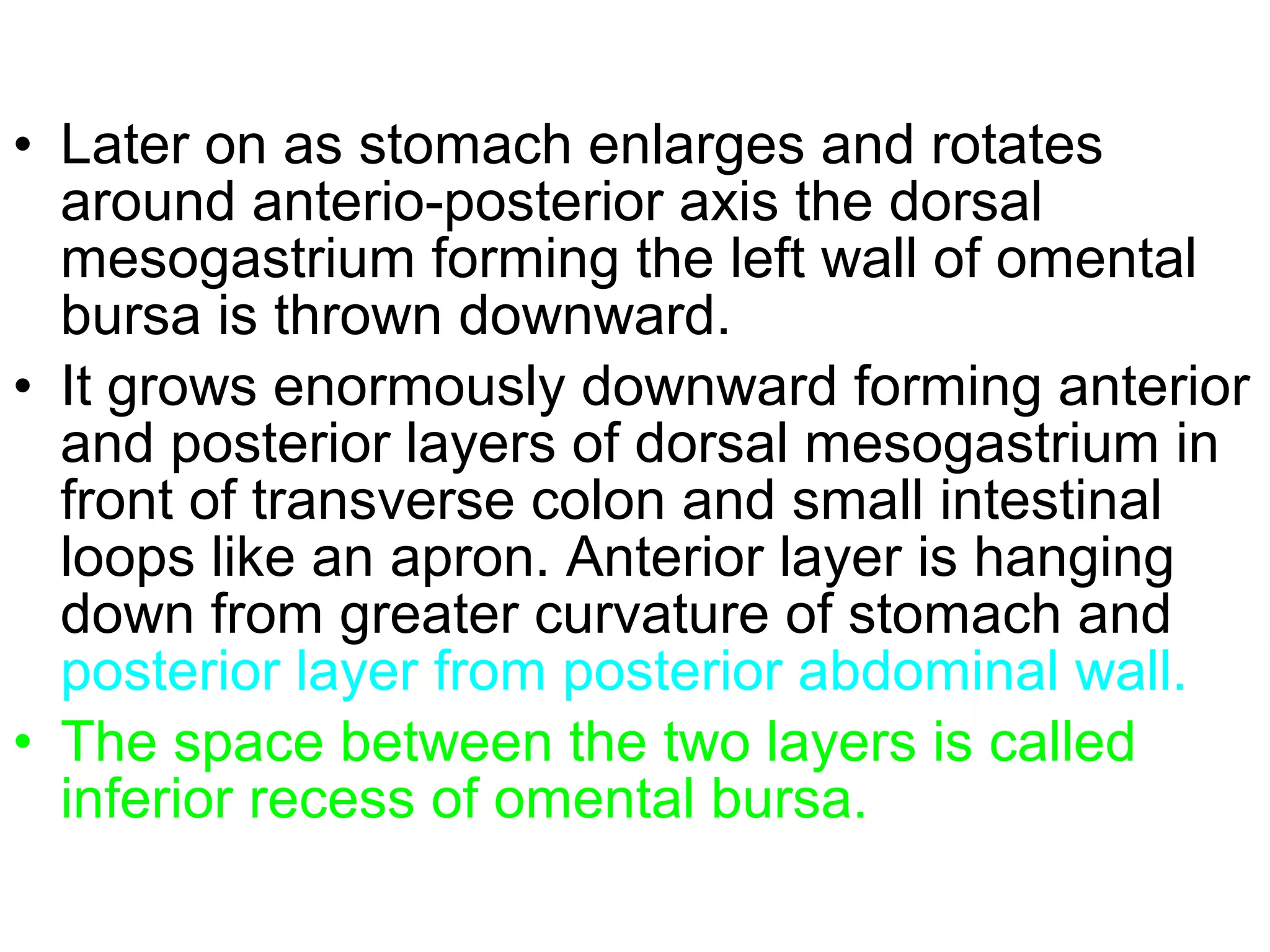 • Later on as stomach enlarges and rotates
around anterio-posterior axis the dorsal
mesogastrium forming the left wall of omental
bursa is thrown downward.
• It grows enormously downward forming anterior
and posterior layers of dorsal mesogastrium in
front of transverse colon and small intestinal
loops like an apron. Anterior layer is hanging
down from greater curvature of stomach and
posterior layer from posterior abdominal wall.
• The space between the two layers is called
inferior recess of omental bursa.
 