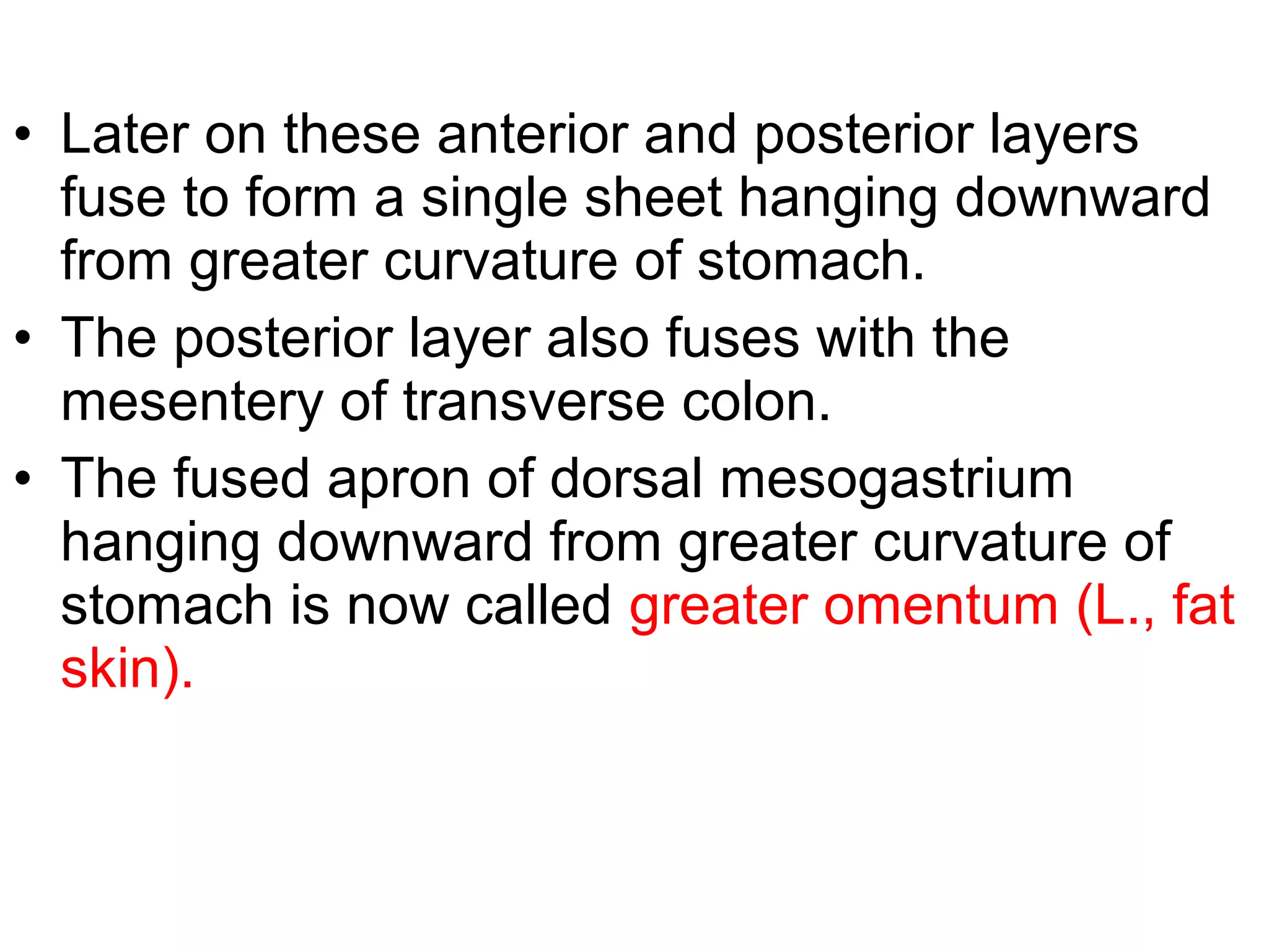 • Later on these anterior and posterior layers
fuse to form a single sheet hanging downward
from greater curvature of stomach.
• The posterior layer also fuses with the
mesentery of transverse colon.
• The fused apron of dorsal mesogastrium
hanging downward from greater curvature of
stomach is now called greater omentum (L., fat
skin).
 
