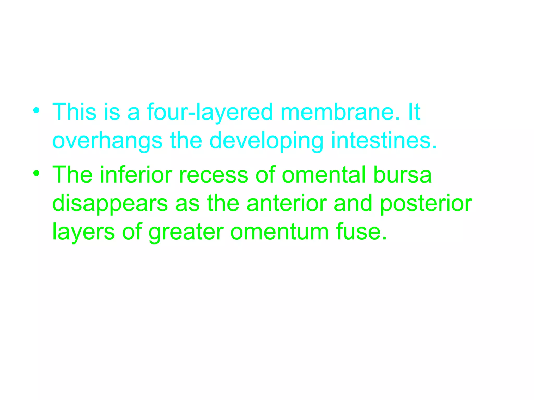 • This is a four-layered membrane. It
overhangs the developing intestines.
• The inferior recess of omental bursa
disappears as the anterior and posterior
layers of greater omentum fuse.
 