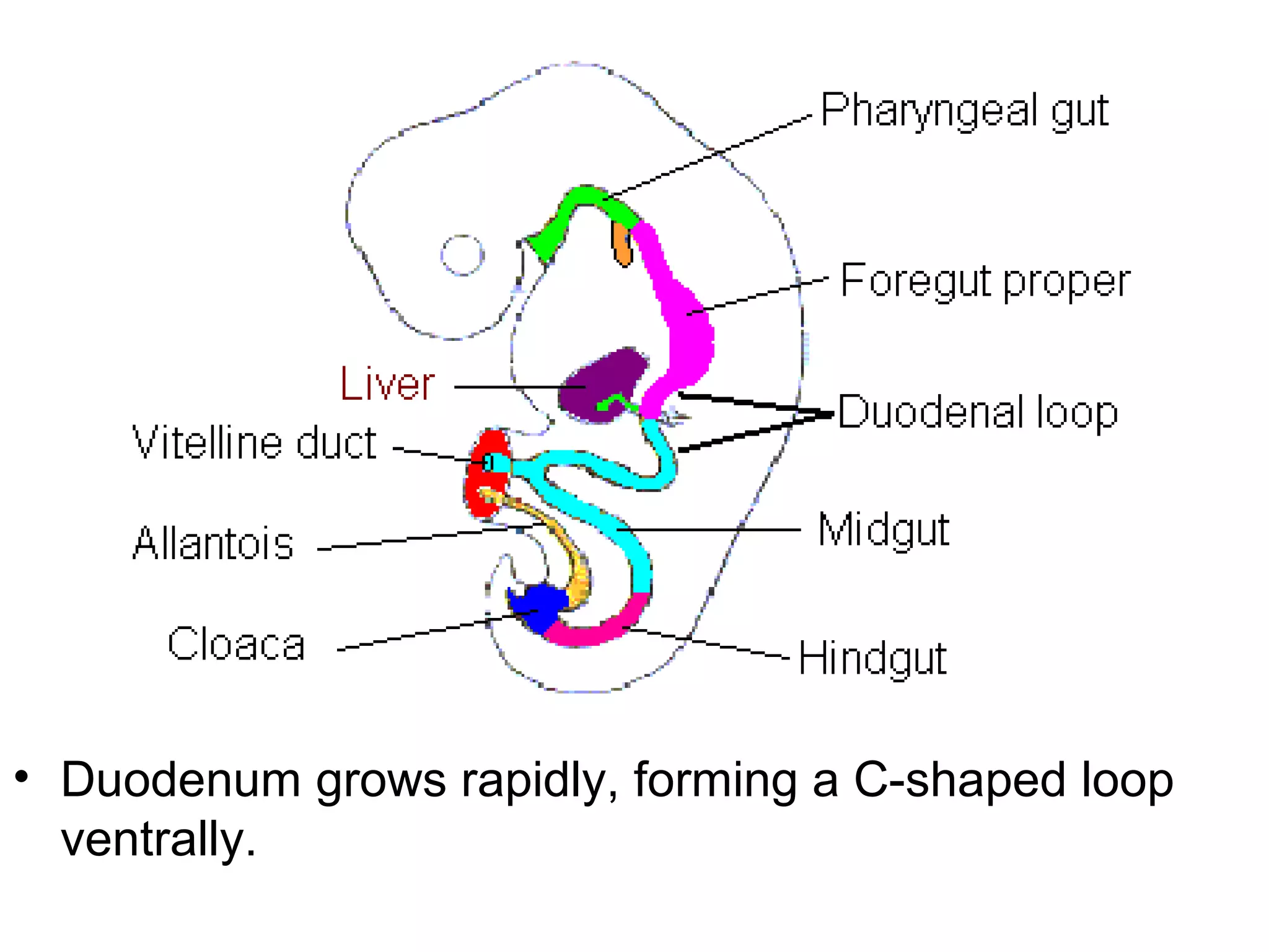 • Duodenum grows rapidly, forming a C-shaped loop
ventrally.
 