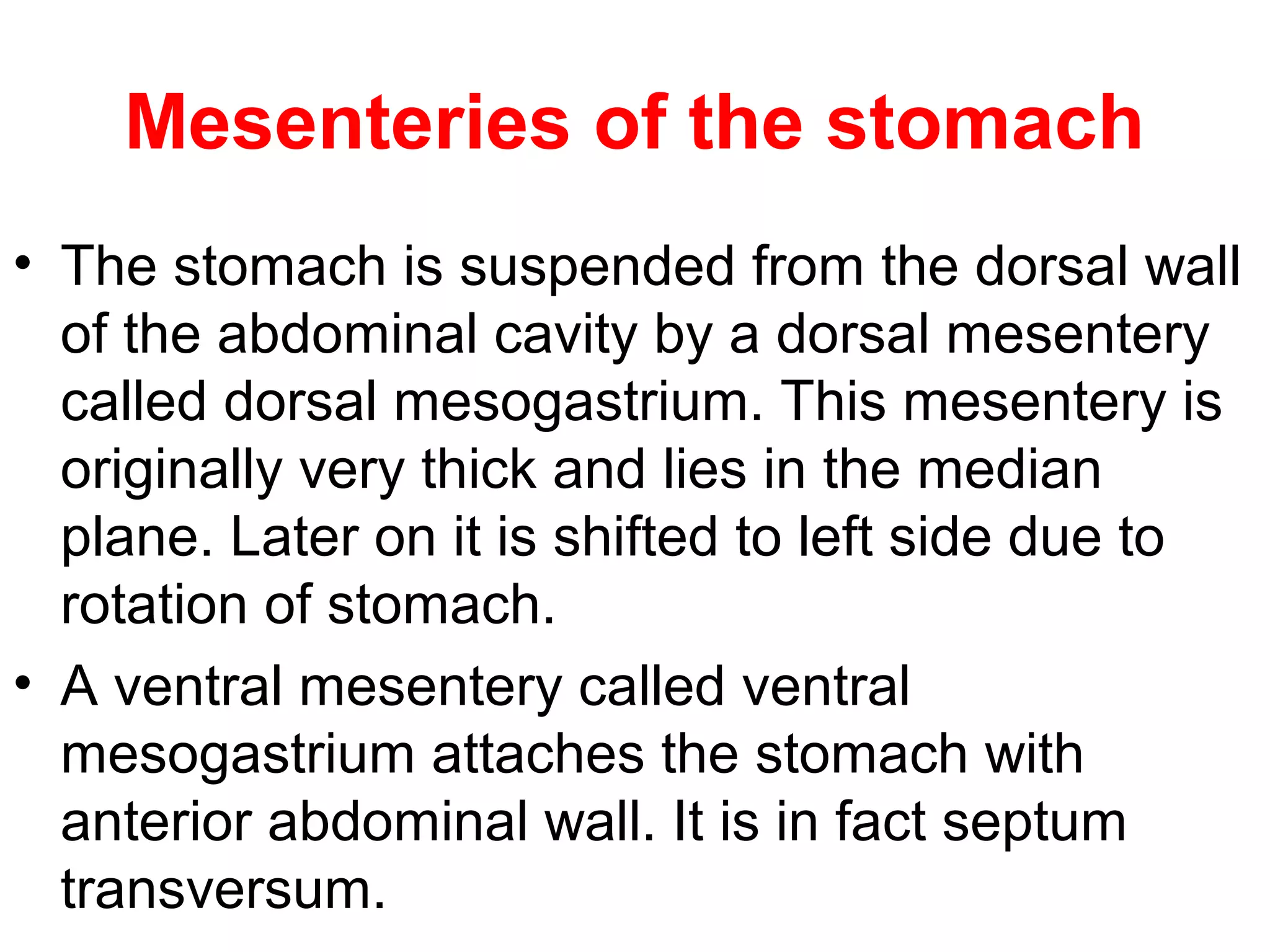 Mesenteries of the stomach
• The stomach is suspended from the dorsal wall
of the abdominal cavity by a dorsal mesentery
called dorsal mesogastrium. This mesentery is
originally very thick and lies in the median
plane. Later on it is shifted to left side due to
rotation of stomach.
• A ventral mesentery called ventral
mesogastrium attaches the stomach with
anterior abdominal wall. It is in fact septum
transversum.
 