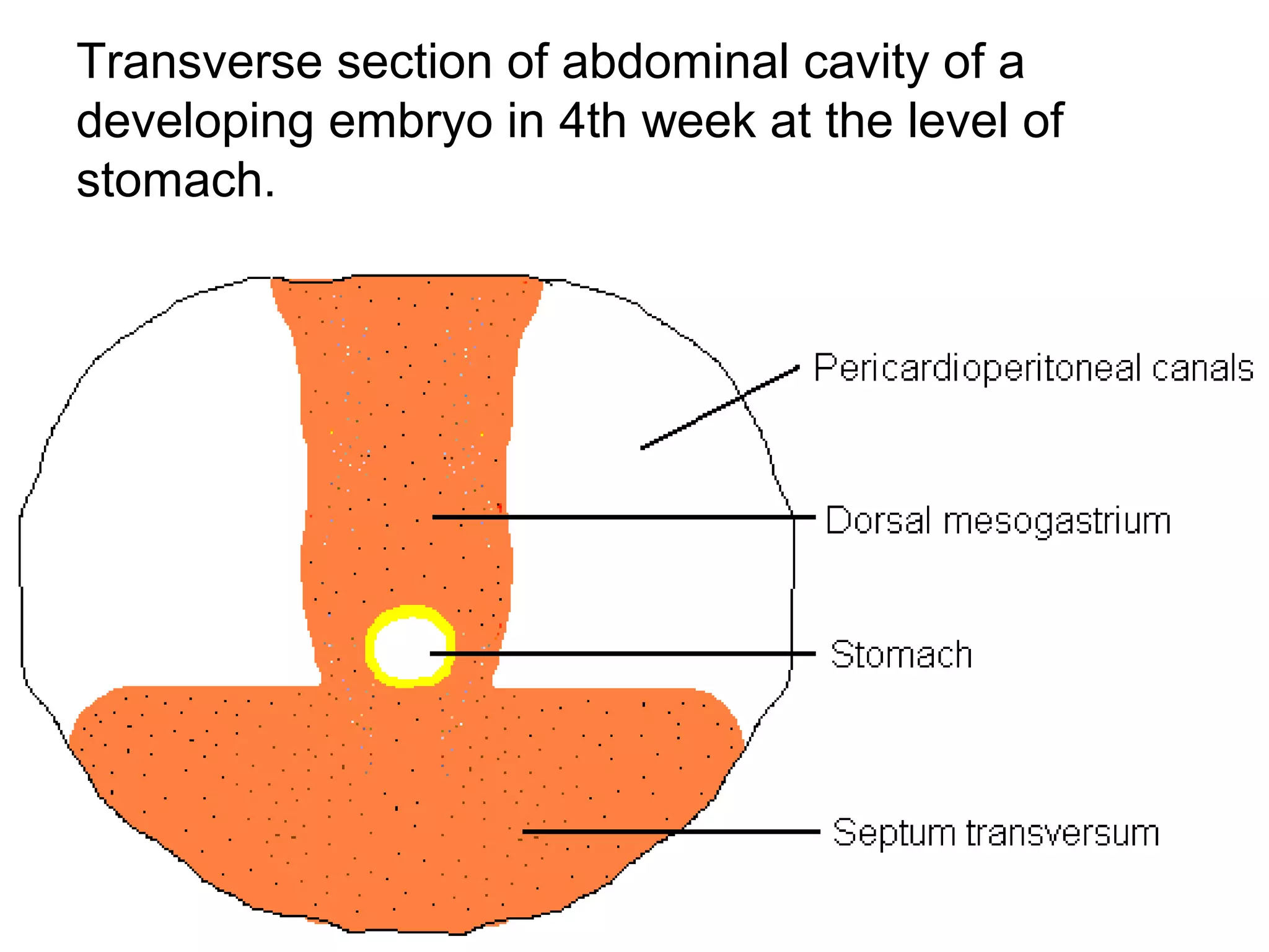 Transverse section of abdominal cavity of a
developing embryo in 4th week at the level of
stomach.
 