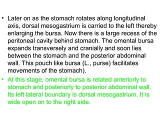 • Later on as the stomach rotates along longitudinal
axis, dorsal mesogastrium is carried to the left thereby
enlarging the bursa. Now there is a large recess of the
peritoneal cavity behind stomach. The omental bursa
expands transversely and cranially and soon lies
between the stomach and the posterior abdominal
wall. This pouch like bursa (L., purse) facilitates
movements of the stomach).
• At this stage, omental bursa is related anteriorly to
stomach and posteriorly to posterior abdominal wall.
Its left lateral boundary is dorsal mesogastrium. It is
wide open on to the right side.
 