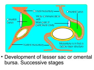• Development of lesser sac or omental
bursa. Successive stages
 