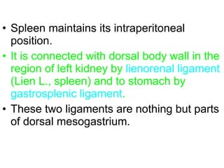 • Spleen maintains its intraperitoneal
position.
• It is connected with dorsal body wall in the
region of left kidney by lienorenal ligament
(Lien L., spleen) and to stomach by
gastrosplenic ligament.
• These two ligaments are nothing but parts
of dorsal mesogastrium.
 