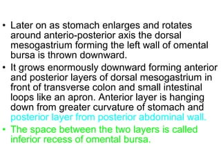 • Later on as stomach enlarges and rotates
around anterio-posterior axis the dorsal
mesogastrium forming the left wall of omental
bursa is thrown downward.
• It grows enormously downward forming anterior
and posterior layers of dorsal mesogastrium in
front of transverse colon and small intestinal
loops like an apron. Anterior layer is hanging
down from greater curvature of stomach and
posterior layer from posterior abdominal wall.
• The space between the two layers is called
inferior recess of omental bursa.
 