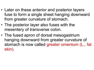 • Later on these anterior and posterior layers
fuse to form a single sheet hanging downward
from greater curvature of stomach.
• The posterior layer also fuses with the
mesentery of transverse colon.
• The fused apron of dorsal mesogastrium
hanging downward from greater curvature of
stomach is now called greater omentum (L., fat
skin).
 