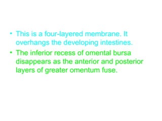 • This is a four-layered membrane. It
overhangs the developing intestines.
• The inferior recess of omental bursa
disappears as the anterior and posterior
layers of greater omentum fuse.
 