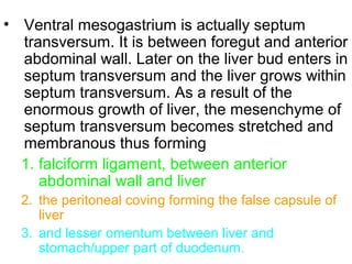 • Ventral mesogastrium is actually septum
transversum. It is between foregut and anterior
abdominal wall. Later on the liver bud enters in
septum transversum and the liver grows within
septum transversum. As a result of the
enormous growth of liver, the mesenchyme of
septum transversum becomes stretched and
membranous thus forming
1. falciform ligament, between anterior
abdominal wall and liver
2. the peritoneal coving forming the false capsule of
liver
3. and lesser omentum between liver and
stomach/upper part of duodenum.
 